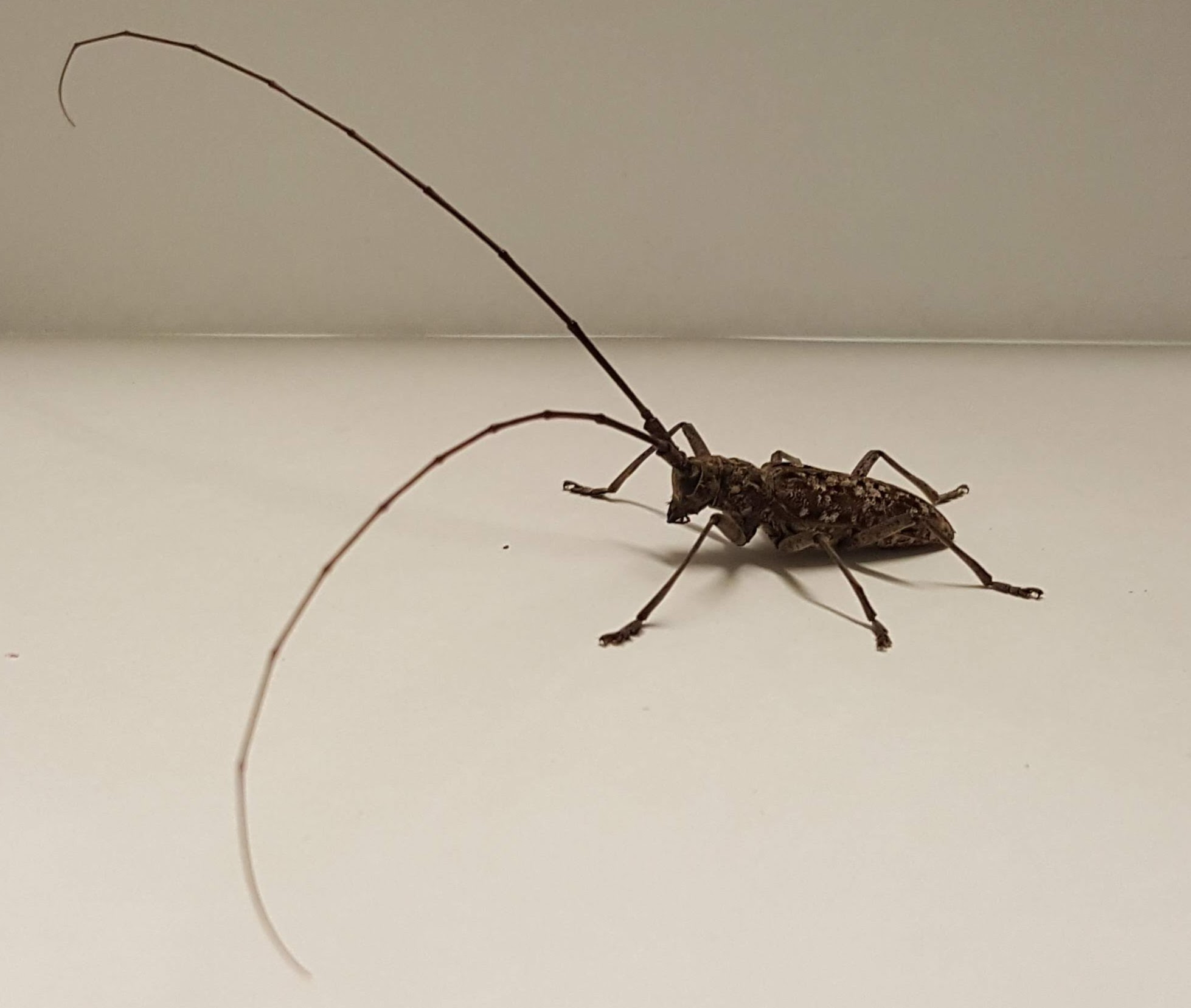 Jul 28 21 pine sawyer beetle