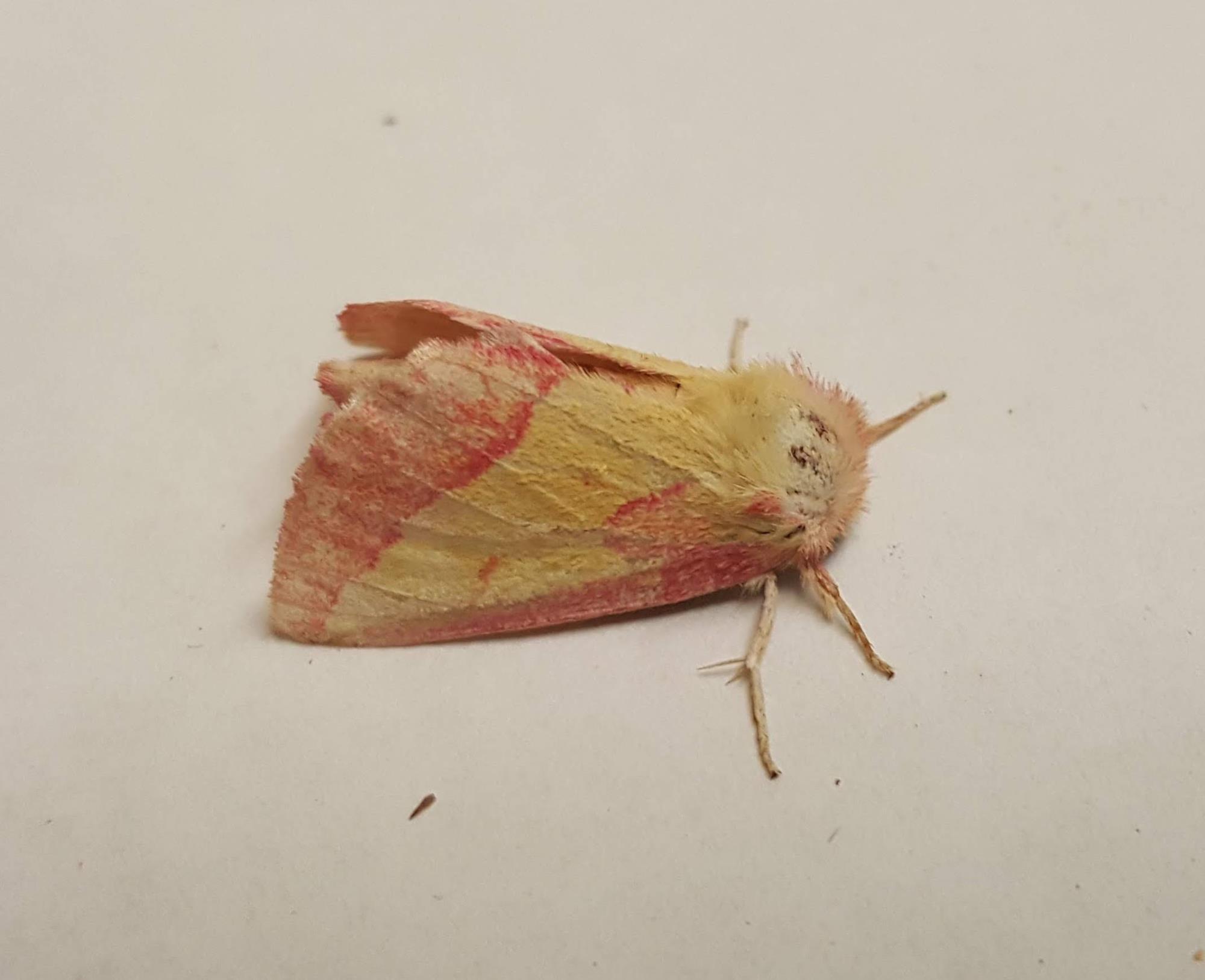 Jul 28 21 Pink prominent clark